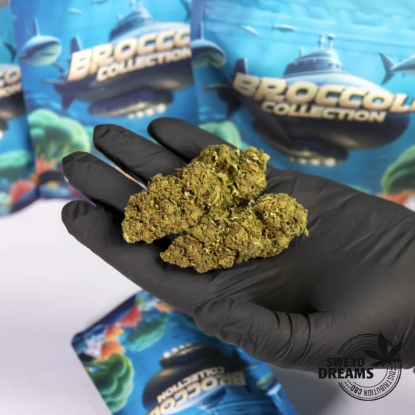 Apple Fritzer - Green House 6%CBD (2025/26) - Imagen 2