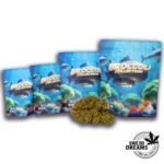 Apple Fritzer - Green House 6%CBD (2025/26)