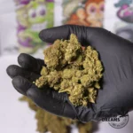 Mango OG 2gr - Glass House 13%CBD (2025/26) - Imagen 2