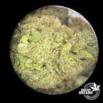 Mango OG 2gr - Glass House 13%CBD (2025/26) - Imagen 3