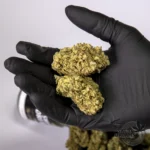 Northern Lights 2,5gr - Hidropónica 16%CBD (2025/26) - Imagen 2