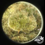 Northern Lights 2,5gr - Hidropónica 16%CBD (2025/26) - Imagen 3