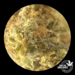 Harley Queen 20gr - Green House CBD - OFERTA !! - Imagen 3