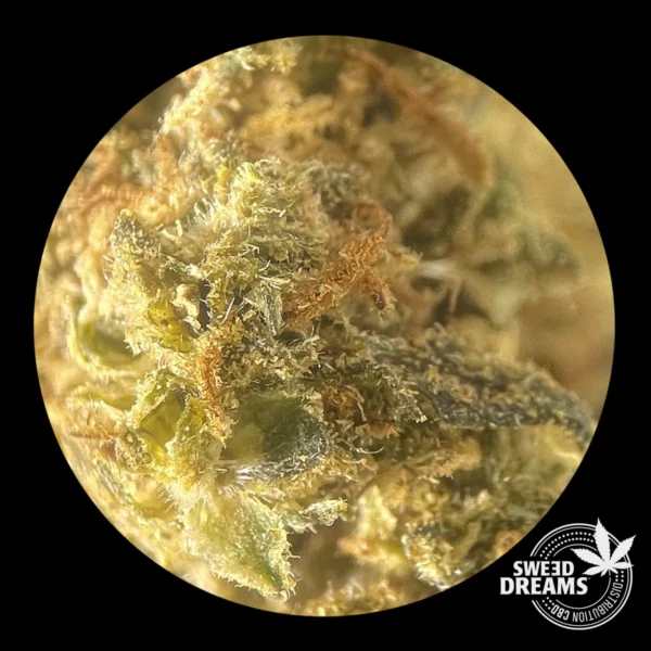 Harley Queen 20gr - Green House CBD - OFERTA !! - Imagen 3