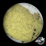 Gold Polen Press - Hash 11%CBD + 9%CBZ - Imagen 3