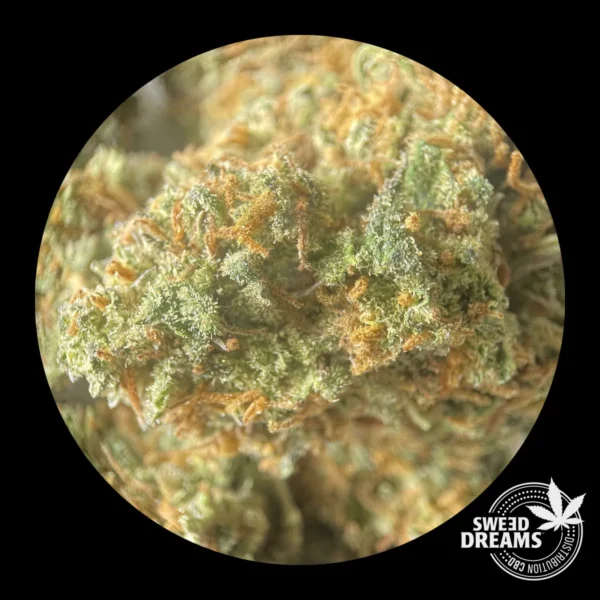 Orange Diesel - Glasshouse 8%CBD (2025/26) - Imagen 4