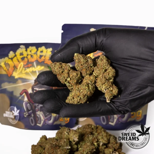 Orange Diesel - Glasshouse 8%CBD (2025/26) - Imagen 2