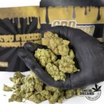 OG Haze - Indoor Premium <15%CBD (2025/26) - Imagen 2