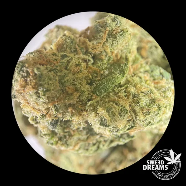 OG Haze - Indoor Premium <15%CBD (2025/26) - Imagen 4