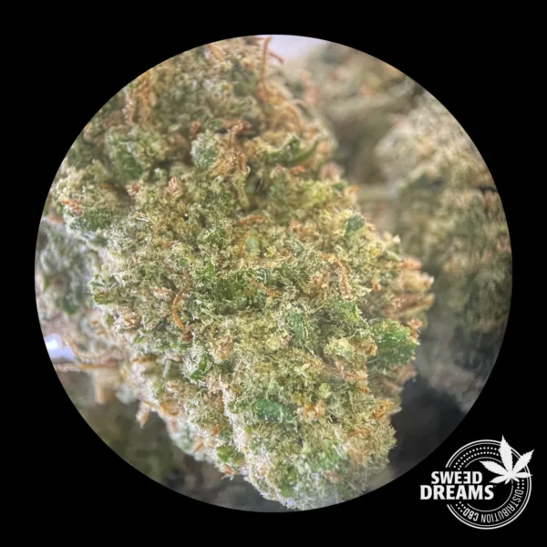 Mimosa - Indoor Premium <15%CBD (2025/26) - Imagen 4