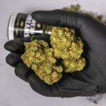 AMNESIA - HIDROPÓNICA - Imagen 2